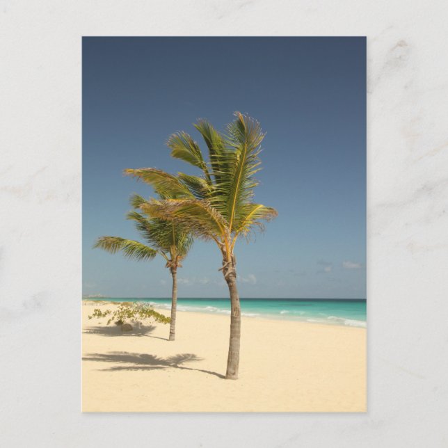 Dominican Republic Tropical Beach Postcard (Front)