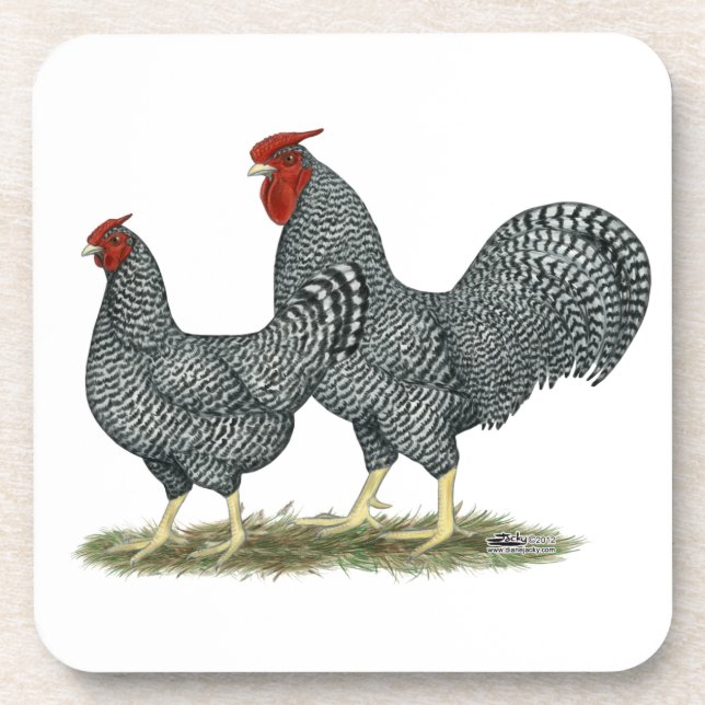 Dominique Chickens Coaster (Front)