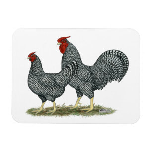 Dominique Chickens Magnet