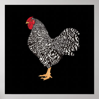 Dominique Rooster Poster