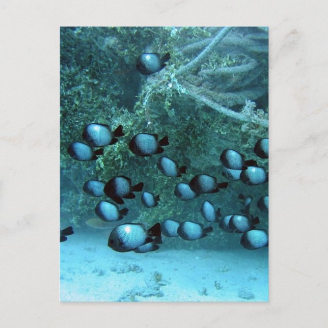 Domino Damsel Fishes Postcard (Front)