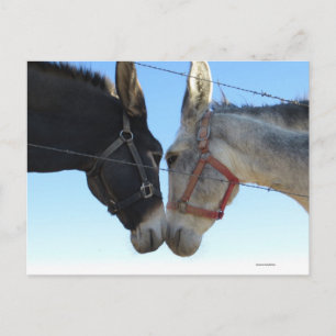 Donk In Around Postcard