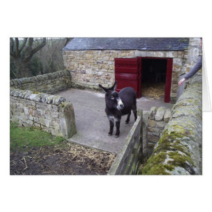 Donkey