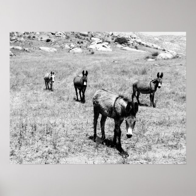 donkey 001 poster (Front)