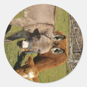 Donkey And Cow Sticker