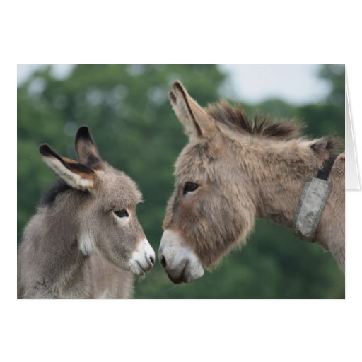 Image of Donkey and foal card