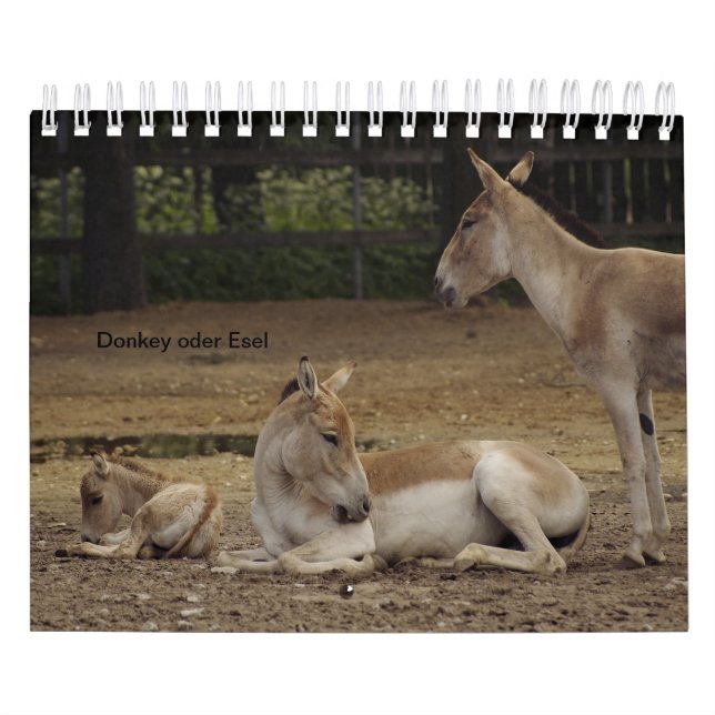 donkey as a calendar (Cover)