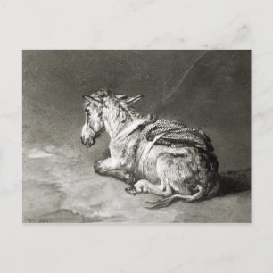 Donkey at Rest Postcard