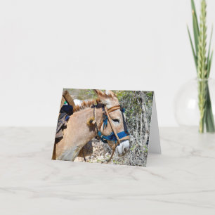 Donkey Baie d'Orange Haiti blank note card