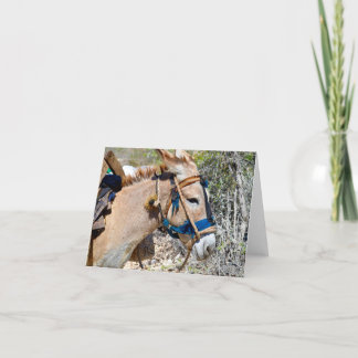 Donkey Baie d'Orange Haiti blank note card