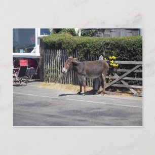 Donkey by the Gate Postcard