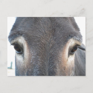 Donkey Eyes Postcard