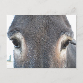 Donkey Eyes Postcard