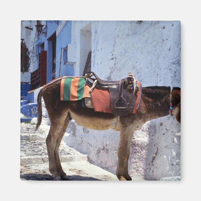 Donkey, Fira Santorini, Greece Magnet (Front)