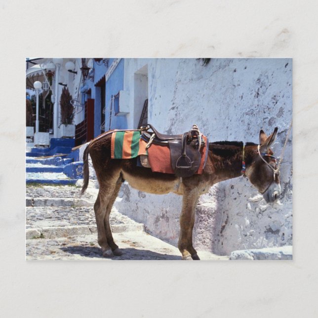 Donkey, Fira Santorini, Greece Postcard (Front)