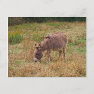 Donkey in a Fall Field. Postcard