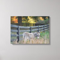 Donkey in an Autumn Field