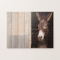 Donkey In Stable | Farm Animals