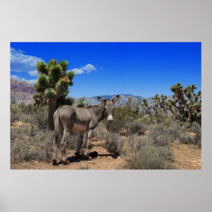 Donkey In the Desert in Las Vegas, NV Poster