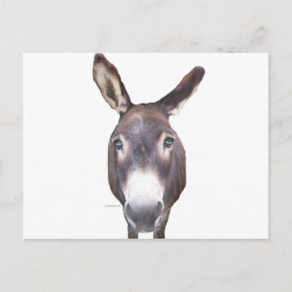 Donkey In Your Face Postcard