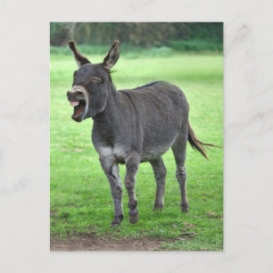 Donkey Laugh Postcard