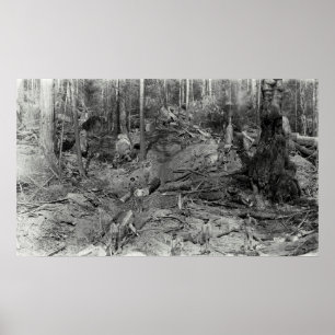 DONKEY LOGGING a HILLSIDE c. 1880 Poster