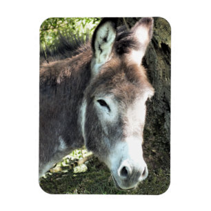 DONKEY MAGNET