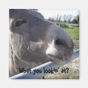 Donkey Magnet