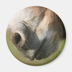 Donkey Magnet