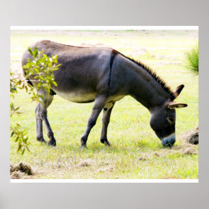Donkey Mule Farm Animal Country Destiny Poster
