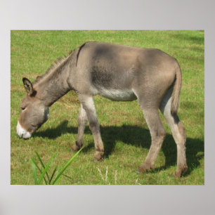 Donkey Mule Farm Animal Country Destiny Poster