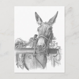 donkey mules postcard