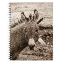 Donkey