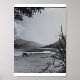 Donkey on Shoreline, 1960's Achill Island Ireland Poster