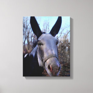 Donkey Painting Canvas Print