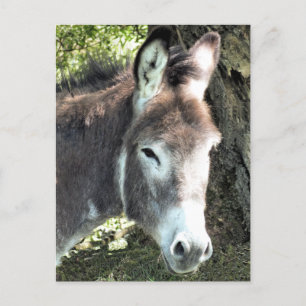 DONKEY  POSTCARD