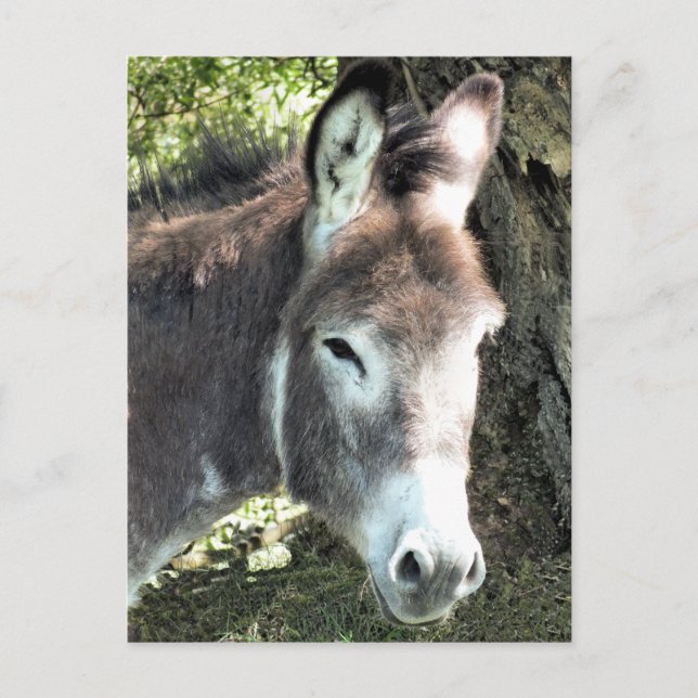 DONKEY  POSTCARD (Front)