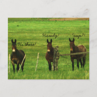 Donkey Postcard