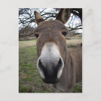 DONKEY POSTCARD