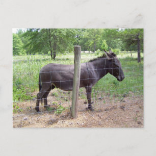 Donkey Postcard