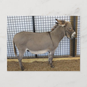 Donkey Postcard