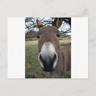 DONKEY POSTCARD