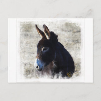 Donkey Postcard