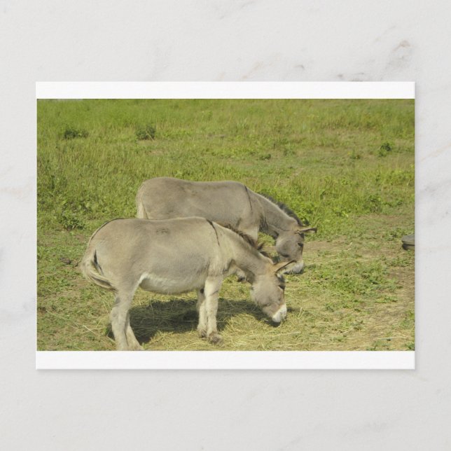 donkey postcard (Front)