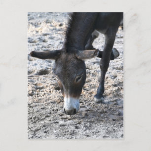 Donkey Postcard