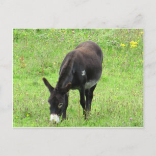 Donkey Postcard