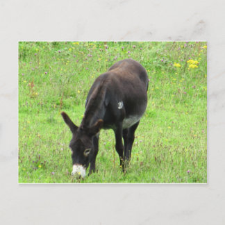 Donkey Postcard