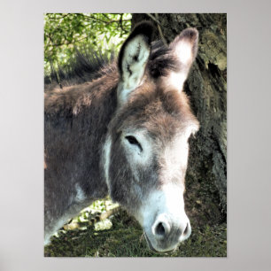 DONKEY POSTER