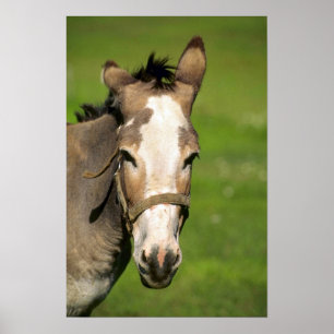 Donkey Poster