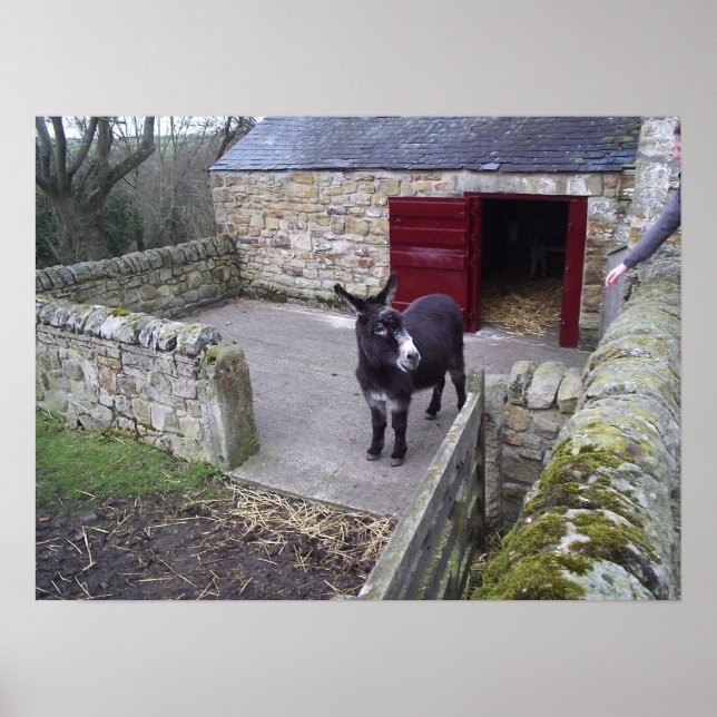 Donkey Print (Front)